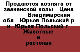 Продаются козлята от зааненской козы › Цена ­ 1 000 - Владимирская обл., Юрьев-Польский р-н, Юрьев-Польский г. Животные и растения » Другие животные   